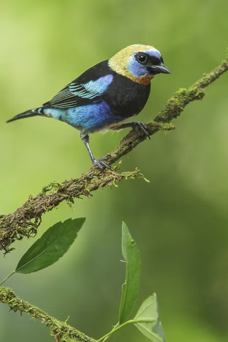 Framed Print : Golden-hooded Tanager (Tanagara larvata) perched on a branch in Costa Rica