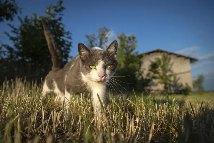 Framed Print : Golden hour and an interested cat