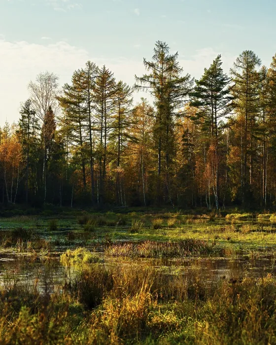 Framed Print : A golden-hued autumn forest scene with marshland and tall trees in the background