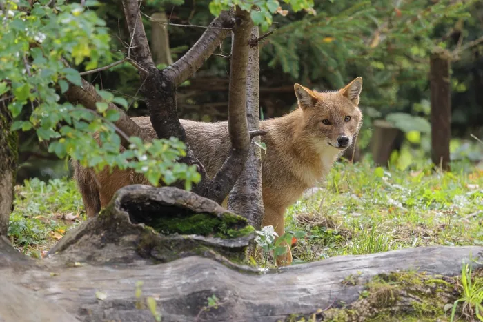 Framed Print : A golden jackal (Canis aureus)