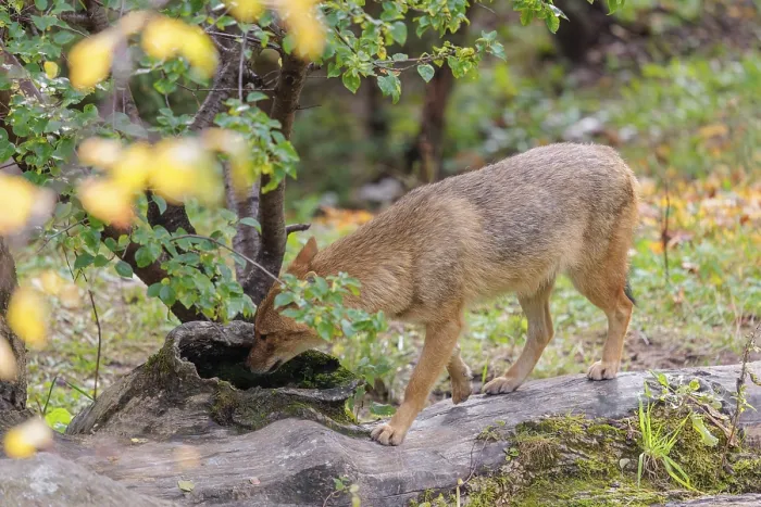 Framed Print : A golden jackal (Canis aureus)