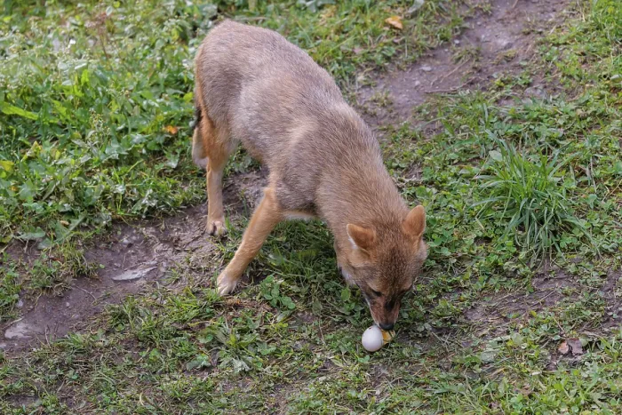 Framed Print : A golden jackal (Canis aureus) eats a hen's egg in a green meadow A golden jackal (Canis aureus)