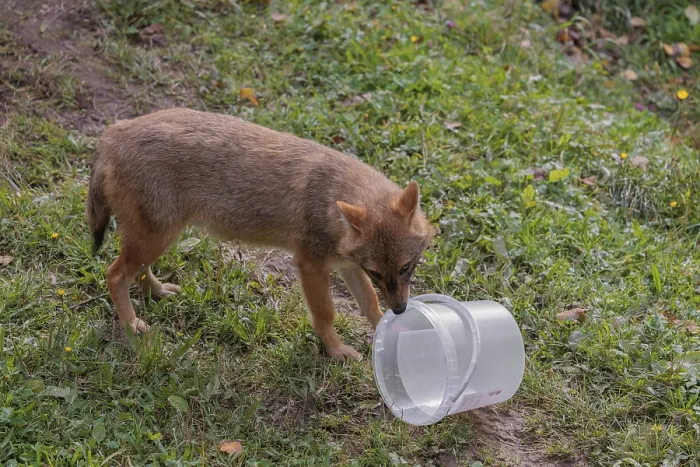 Framed Print : A golden jackal (Canis aureus) plays with a bucket on a green meadow Framed Print : A golden jackal (Canis aureus) plays with a bucket on a green meadow