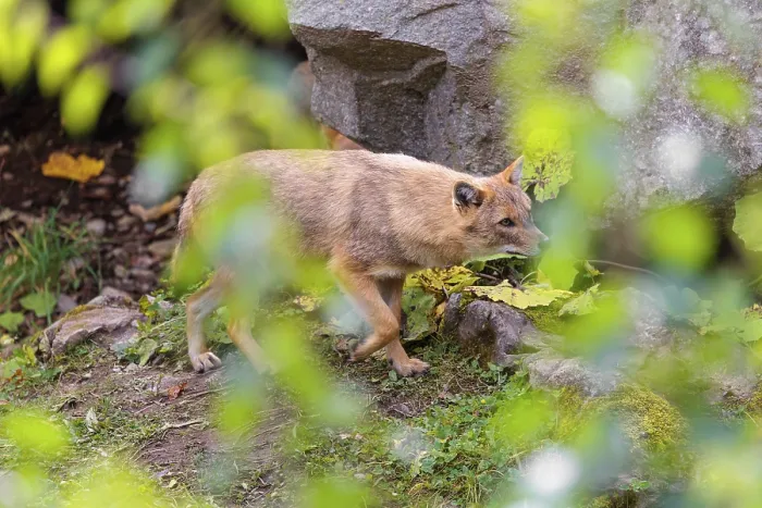 Framed Print : A golden jackal (Canis aureus) runs between rocks across a green meadow Framed Print : A golden jackal (Canis aureus) runs between rocks across a green meadow