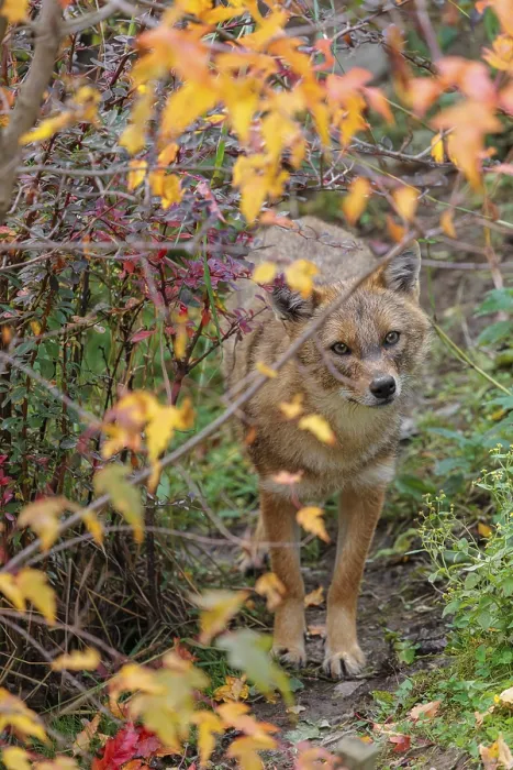 Framed Print : A golden jackal (Canis aureus) stands under a bush in autumn colors Framed Print : A golden jackal (Canis aureus) stands under a bush in autumn colors