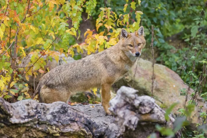 Framed Print : One golden jackal (Canis aureus) stands on a fallen tree trunk