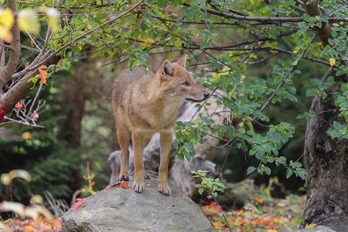 Framed Print : A golden jackal (Canis aureus) stands on a rock between bushes at the edge of the forest