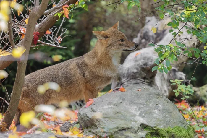 Framed Print : A golden jackal (Canis aureus) stands behind a rock between bushes at the edge of the forest
