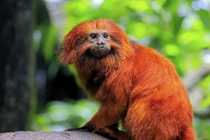 Framed Print : Golden lion tamarin (Leontopithecus rosalia)