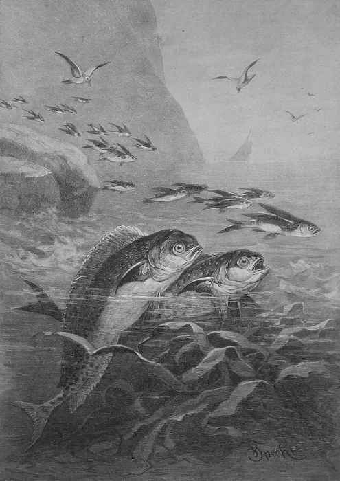 Framed Print : Golden mackerel chasing flying fish Framed Print : Golden mackerel chasing flying fish
