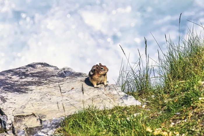Framed Print : Golden mantled ground squirrel (Callospermophilus lateralis) on a rock by a stream