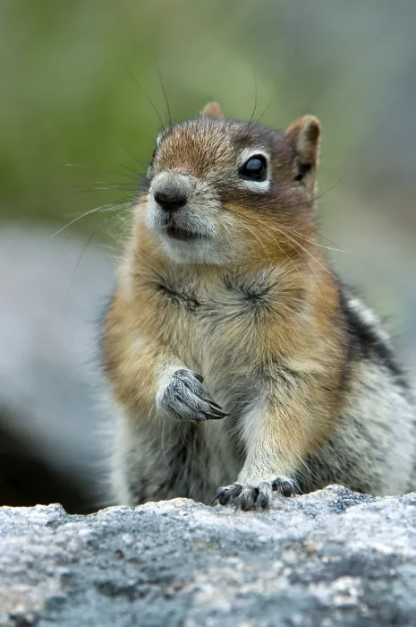Framed Print : Golden-mantled ground squirrel (Spermophilus lateralis) Framed Print : Golden-mantled ground squirrel (Spermophilus lateralis)