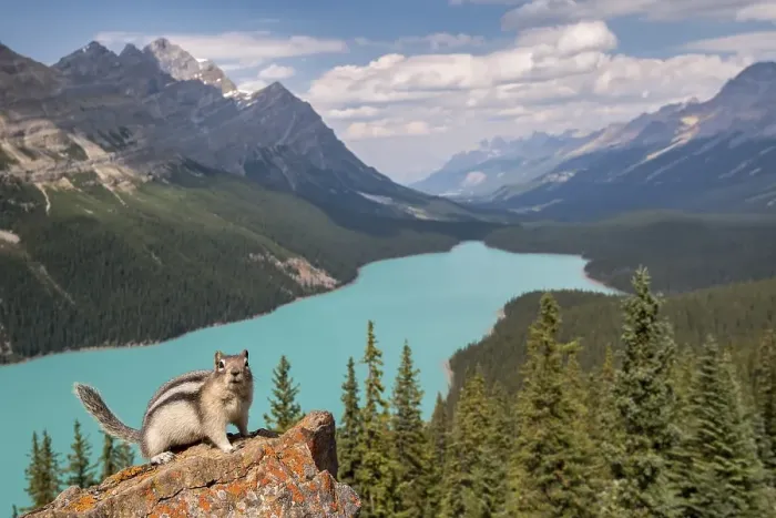 Framed Print : Golden-mantled ground squirrel (Spermophilus lateralis) in front of Peyto Lake Framed Print : Golden-mantled ground squirrel (Spermophilus lateralis) in front of Peyto Lake
