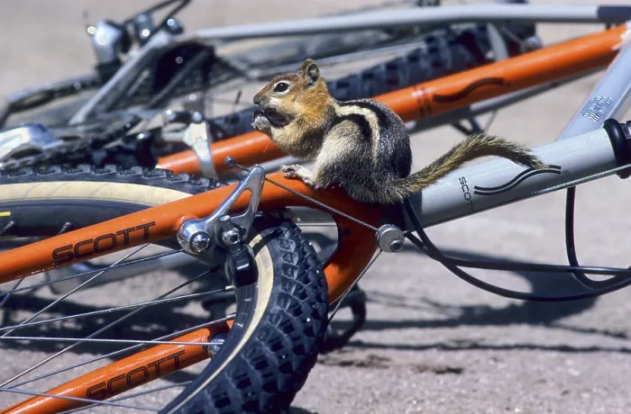 Framed Print : A golden mantled ground squirrel (spermophilus lateralis) sitting on a mountain bike bicycle