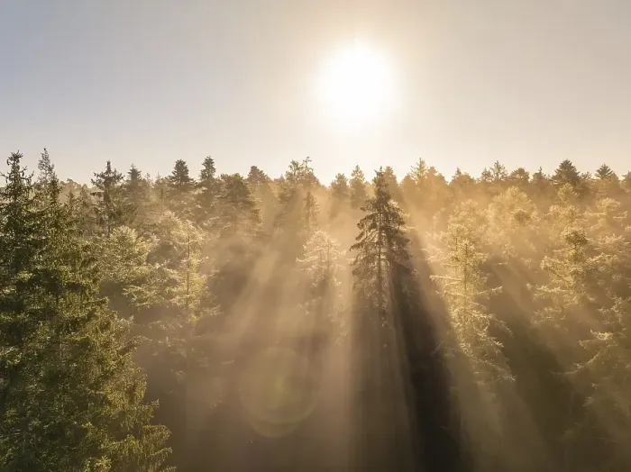 Framed Print : Golden morning light shines through dense treetops in the forest