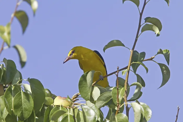 Framed Print : Golden Oriole (Oriolus oriolus) Framed Print : Golden Oriole (Oriolus oriolus)