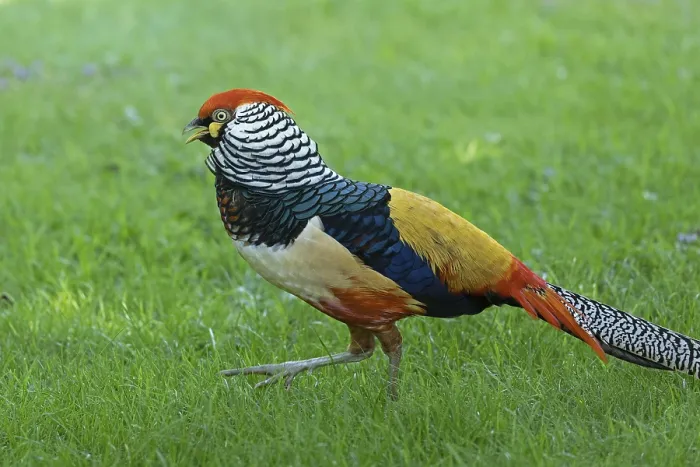 Framed Print : Golden pheasant (Chrysolophus pictus)