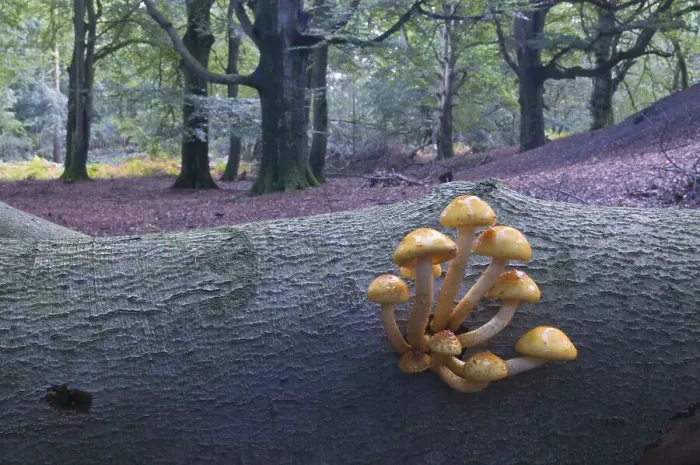 Framed Print : Golden Pholiota (Pholiota aurivella)