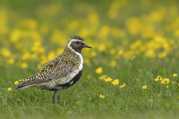Framed Print : Golden plover (Pluvialis apricaria) in a flower meadow