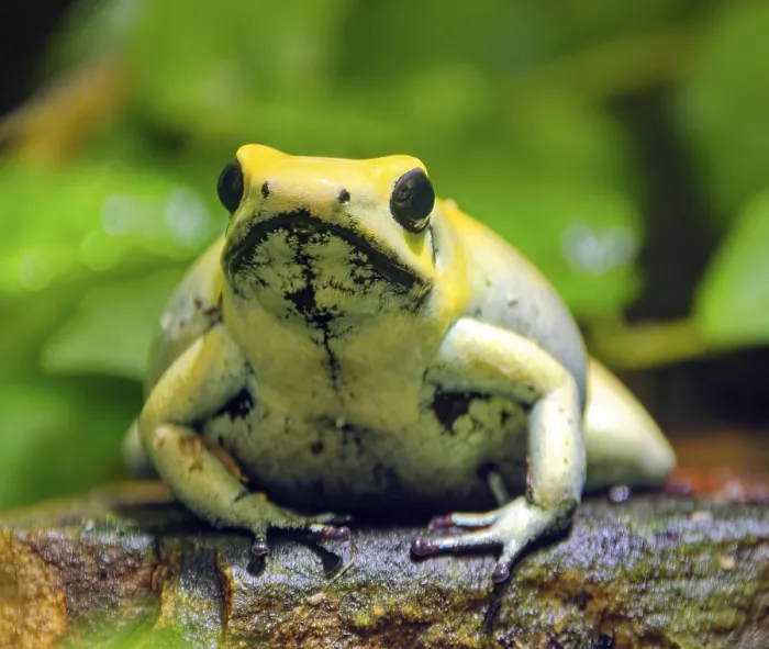 Framed Print : Golden poison frog (Phyllobates terribilis)