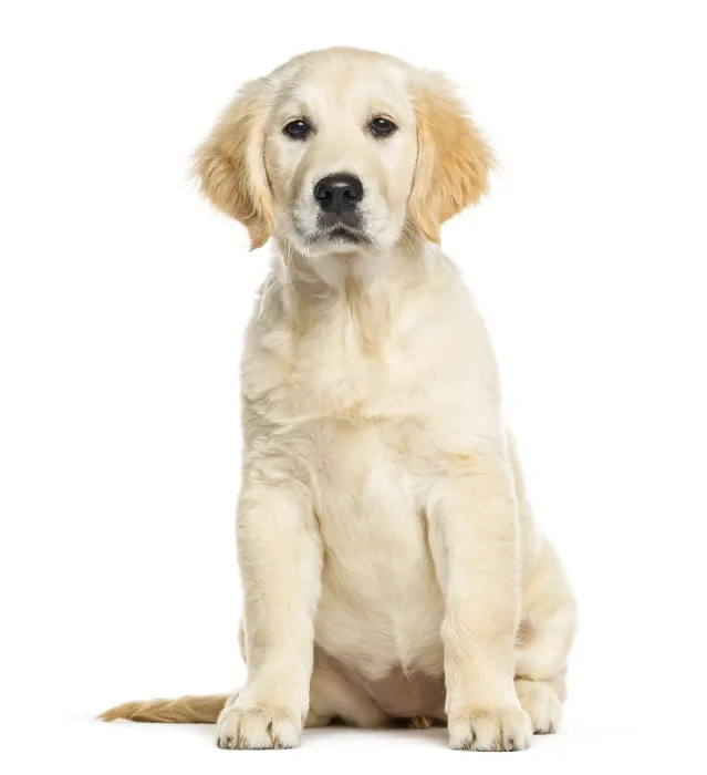 Framed Print : Golden Retriever, 3 months old