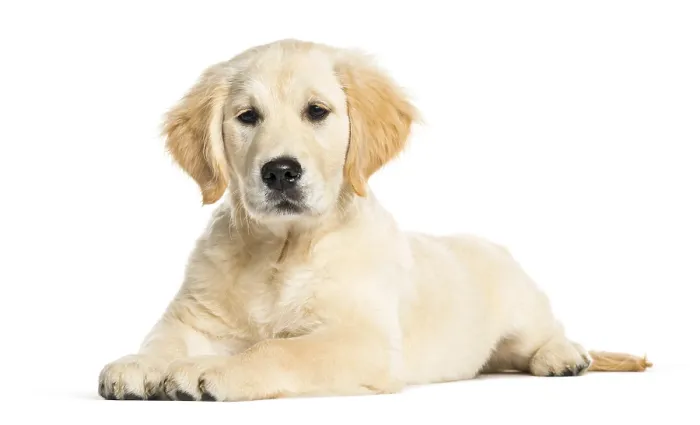 Framed Print : Golden Retriever, 3 months old