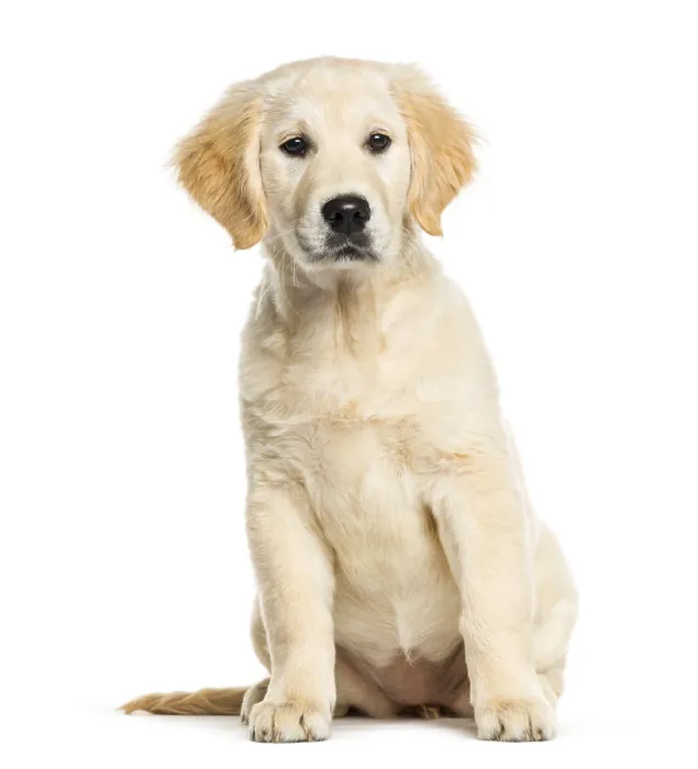 Framed Print : Golden Retriever, 3 months old Framed Print : Golden Retriever, 3 months old