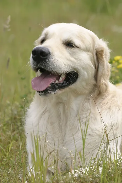 Framed Print : Golden Retriever Framed Print : Golden Retriever