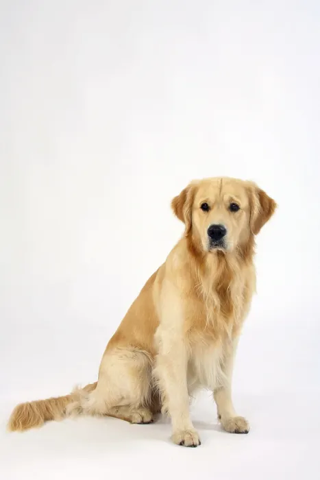 Framed Print : Golden Retriever Framed Print : Golden Retriever