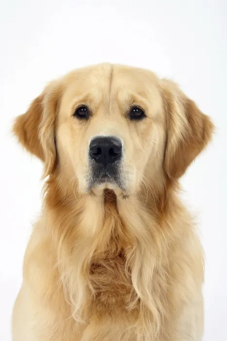 Framed Print : Golden Retriever