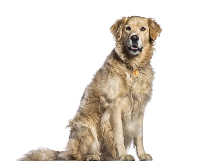 Framed Print : Golden Retriever, 5 years old, sitting in front of white background