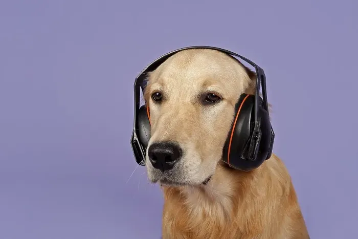 Framed Print : Golden Retriever, 7 months, with headphones