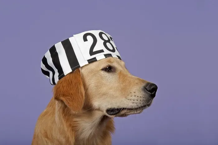 Framed Print : Golden Retriever, 7 months, with prisoner's hat