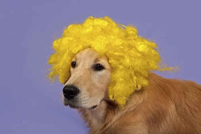 Framed Print : Golden Retriever, 7 months, with yellow curly wig
