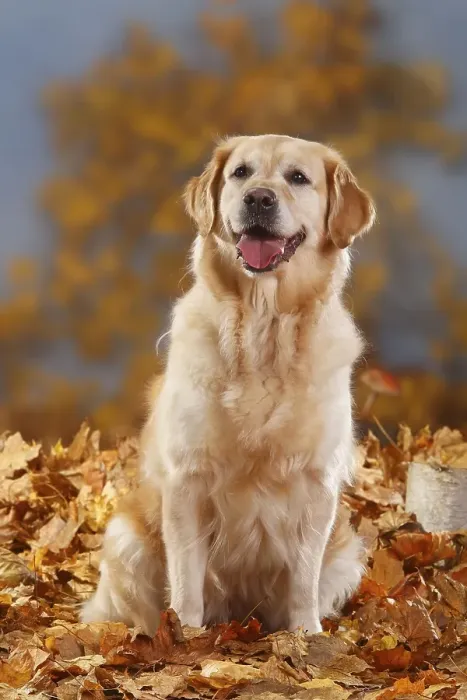 Framed Print : Golden Retriever, Autumn Foliage