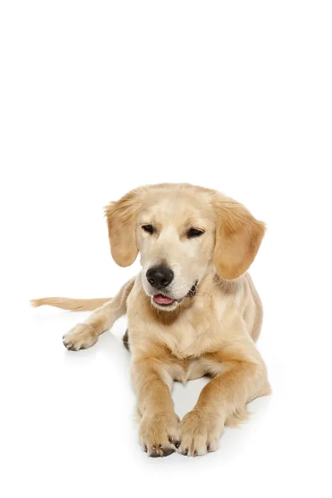 Framed Print : Golden retriever dog puppy isolated on white background Framed Print : Golden retriever dog puppy isolated on white background