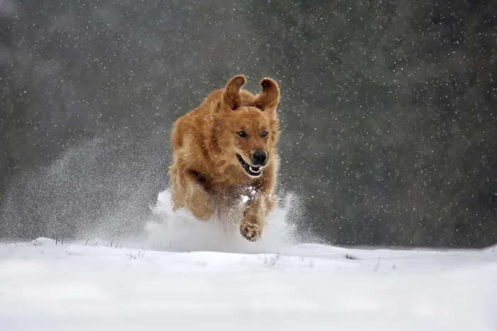 Framed Print : Golden retriever dog running in the snow in forest during snowfall in winter