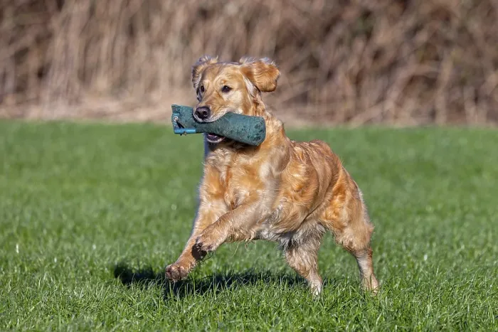 Framed Print : Golden retriever, gun dog running and fetching training dummy in field