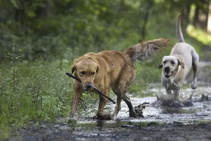 Framed Print : Golden retriever and labrador dogs playing with stick in forest
