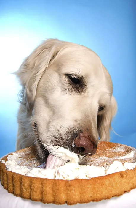 Framed Print : A golden retriever licking a cake with whipped cream against a blue background