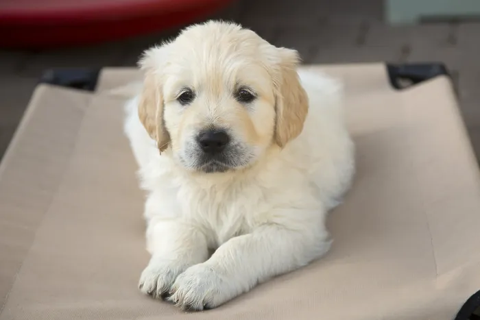 Framed Print : Golden Retriever puppies 6 weeks old