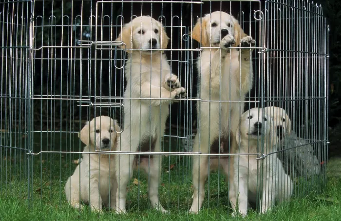 Framed Print : Golden Retriever, puppies in crate Framed Print : Golden Retriever, puppies in crate