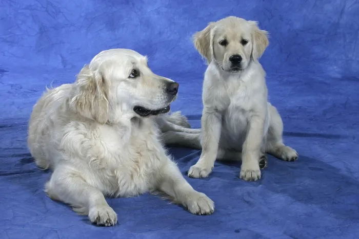 Framed Print : Golden Retriever with puppy, 11 weeks