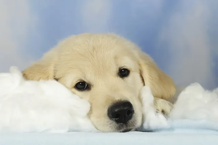 Framed Print : Golden Retriever puppy, 8 weeks old