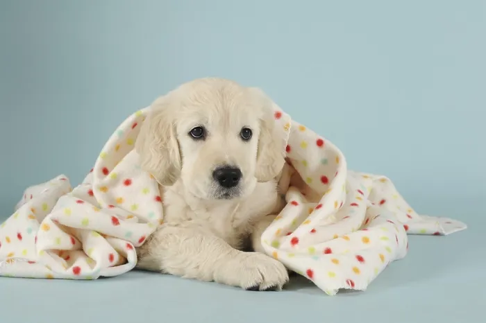 Framed Print : Golden Retriever Puppy lying with polka-dotted blanket Framed Print : Golden Retriever Puppy lying with polka-dotted blanket