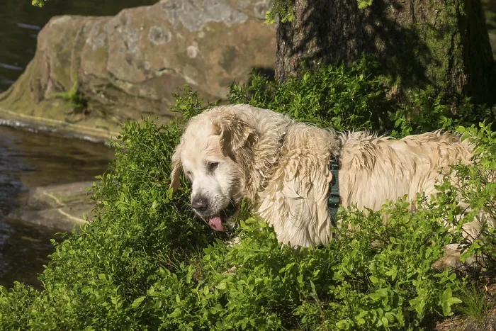 Framed Print : A Golden Retriever rolls around after swimming