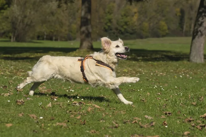 Framed Print : Golden Retriever, running bitch