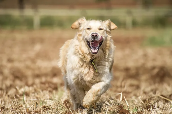 Framed Print : Golden Retriever at running through the fields at full speed