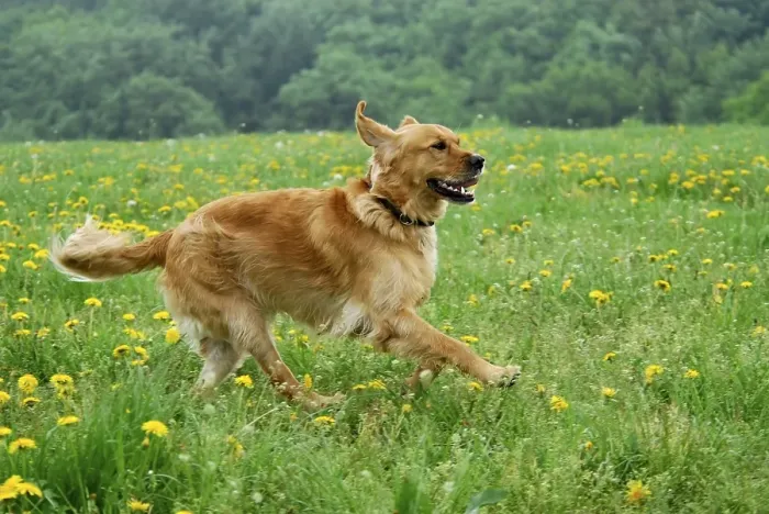 Framed Print : Golden Retriever, running across a meadow with flowering dandelion