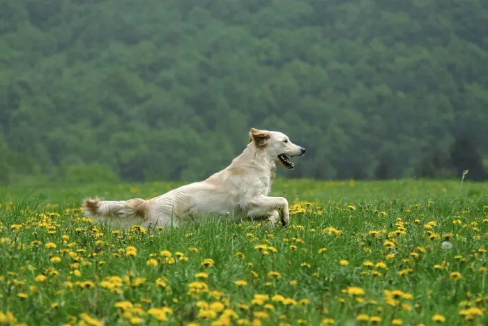 Framed Print : Golden Retriever, running across a meadow with flowering dandelion